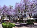 Lilac Trees, Marbella