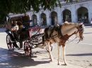 Time for a Chat!, Horse & Carriage Taxi, Central Park