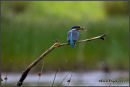 Kingfisher