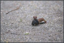 Weasel