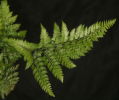 Arachniodes davalliaeformis Shiny Bristle Fern Sold out