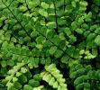 Asplenium trichomanes Maidenhair Spleenwort 9cm £4.25