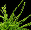 Athyrium filix-femina 'Fritzelliae'- The Irish Tatting Fern Sold out
