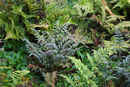 Athyrium nipponicum 'Pictum' Japanses Painted Fern Plug £2.50