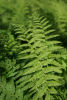 Athyrium filix-femina The Lady Fern 9cm, £3.95