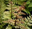 Athyrium otophorum  'Okanum' 9cm pot £3.95