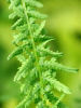 Athyrium filix-femina 'Victoriae' 9cm £4.95
