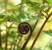 Athyrium vidalii Vidal's Lady Fern- 9cm £3.95
