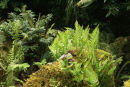 Native Fern collection- 7 named ferns £33.00 including delivery!