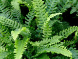 Blechnum spicant  AGM  Deer Fern Plug £3.25