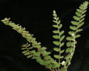 Cheilanthes sinnuata  Wavy Cloak Fern Sold out