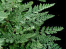 Cheilanthes tomentosa Hairy Lip Fern 9cm £3.95