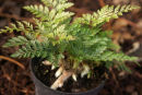 Davallia mariesii Hardy hare's Foot Fern Sold out