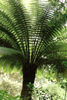 Dicksonia antarctica-Smooth Tree Fern Plug plant £2.95