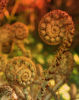 Ferns for Dry Shade collection (C) 7 named ferns £33.00 including delivery