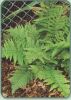 Dryopteris pulcherrima Beautiful Wood Fern 9cm £4.95