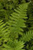 Dryopteris affinis subsp. Cambriensis 'Insubrica' 9cm £4.50