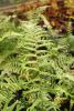 Dryopteris collection- 7 Hardy ferns £31 inc. Delivery