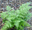 Dryopteris carthusiana Narrow Buckler Fern 9cm £4.25