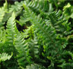 Dryopteris affinis 'Crispa Gracilis' Plug £1.95
