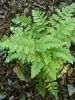  Dryopteris cristata  9cm £4.95