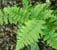 Dryopteris filix-mas Male Fern 9cm £3.95