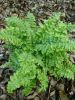  Dryopteris filix-mas  'Crispa' 9cm £4.50
