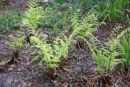 Dryopteris stewartii - Stewarts Wood Fern 9cm £3.95
