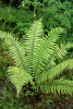 Dryopteris wallichiana Wallich's Wood Fern 9cm £3.95