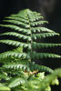 Dryopteris affinis-  Golden Scale Male Fern Plug £1.95