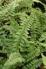Dryopteris affinis  'Pinderi' Fern 9cm £3.95