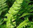 Dryopteris cycadina 9cm £3.95