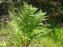 Dryopteris dilitata 9cm £3.95