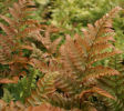 Dryopteris erythrosora Autumn Fern 9cm £3.95