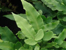 Dryopteris seiboldii Seibold's Wood Fern 9cm £3.95