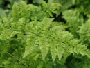 Dryopteris dilitata 'Crispa Whiteside' AGM 9cm £3.95