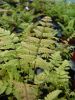 Dryopteris lepidopoda Sunset Fern 9cm £4.50