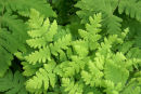 Gymnocarpium dryopteris 'Plumosum'- Oak Fern 9cm £3.95