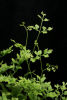 Lygodium japonicum- Japanese Climbing Fern Plug plant £2.95