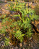Matteuccia orientalis Oriental Ostrich Fern 9cm £4.50