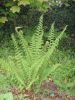 Polystichum setiferum- Soft Shield Fern 9cm £3.95