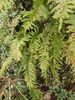 Polypodium vulgare- Common Polypody- 9cm £3.95