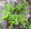 Polystichum mayebarae 9cm £4.95