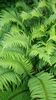 Polystichum munitum Western Sword Fern AGM 9cm £4.50
