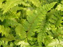 Polystichum polyplepharum-  Japanese Tassle Fern 9cm £3.95