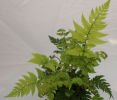 Polystichum rigens- Holly Fern 9cm £3.95