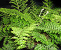 Polystichum setiferum 'Plumosum Densum' 9cm £3.95