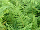 Polystichum setiferum 'Herrenhausen'  9cm 4.95