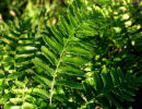 Polystichum munitum Western Sword Fern AGM plug £1.95