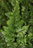 Rumohra adiantiformis- Florist's Leather Fern Plug pot £3.25